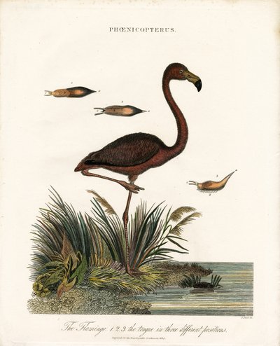 Flamant - John Pass