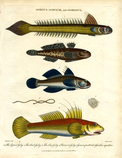 Gobius, Gonium et Gordius : Gobies et vers à poils - John Pass