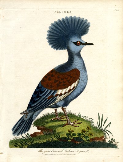 Pigeon indien couronné (Columba) - John Pass