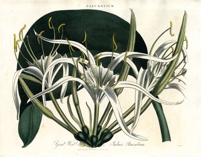 Pancratium des Grandes Antilles (Pancratium indien) - John Pass