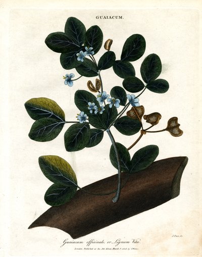Guaiacum officinale - Lignum Vitae - John Pass