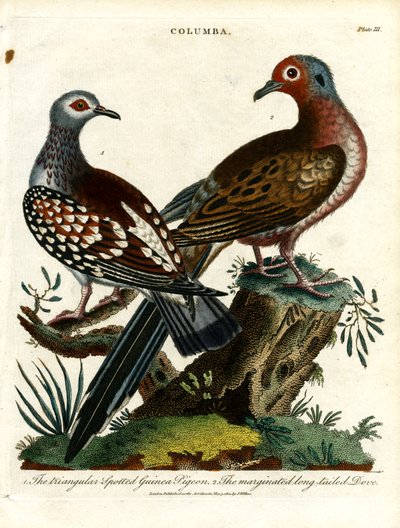 Pigeons d