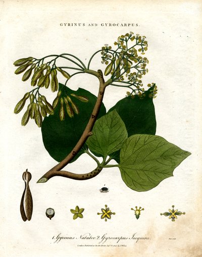 Gyrinus et Gyrocarpus - John Pass