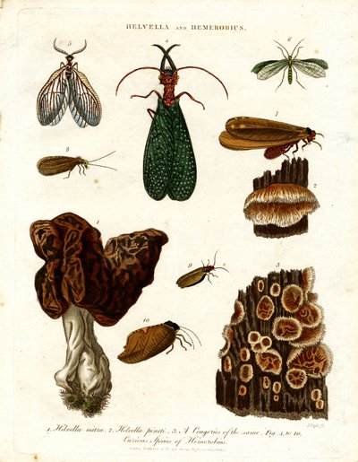 Helvella et Hemerobius - John Pass