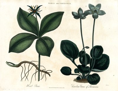 Herbe de Paris et herbe du Parnasse - John Pass