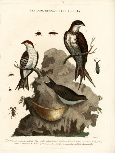 Hirundo;Hispa;Hister  Hortia : Hirondelles et coléoptères - John Pass