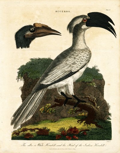 Hornbills (Buceros) - John Pass
