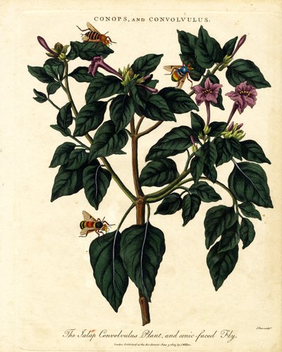 Plante de Jalap Convolvulus et mouche à face conique - John Pass