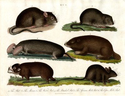 Mus : Illustration de divers rongeurs du genre Mus - John Pass