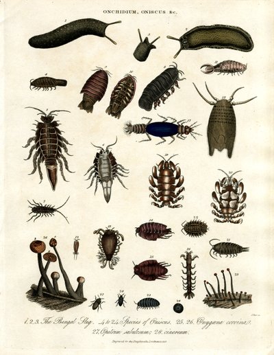 Onchidium ; Oniscus et autres arthropodes - John Pass