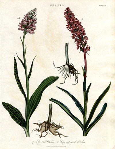 Orchidées : Orchis tacheté et Orchis à long bec - John Pass