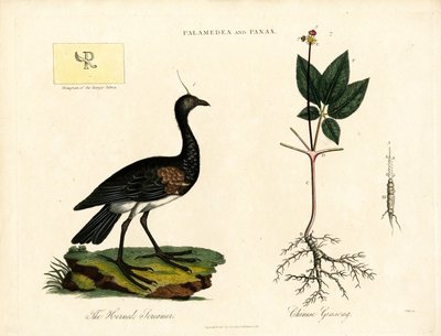 Palamedea et Panax - John Pass