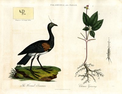 Palamedea et Panax - Le criard cornu et le ginseng chinois - John Pass