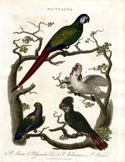 Perroquets (Psittacus) - John Pass