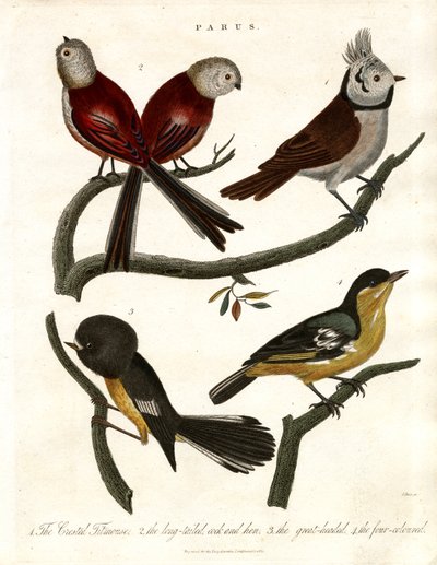 Parus : mésanges et paridés - John Pass