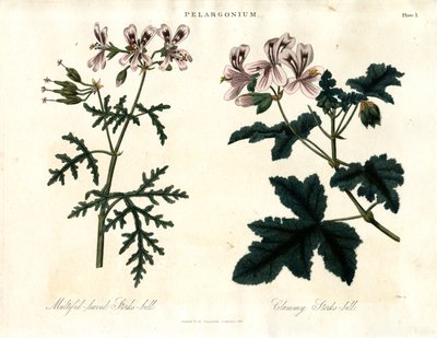 Espèces de pélargonium : Pélargonium à feuilles multiples et Pélargonium clammifère - John Pass