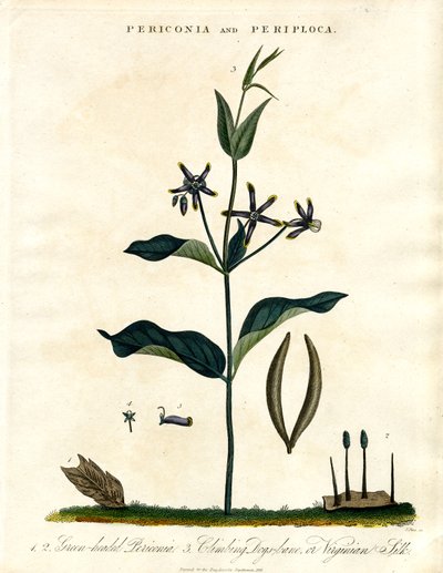 Periconia et Periploca - John Pass