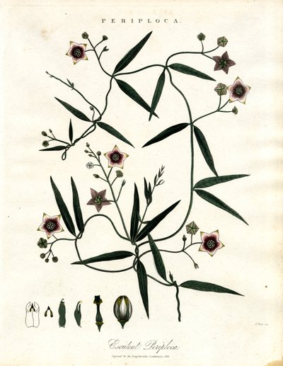 Periploca : Vigne soyeuse africaine - John Pass