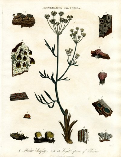 Peucedanum et Peziza - John Pass