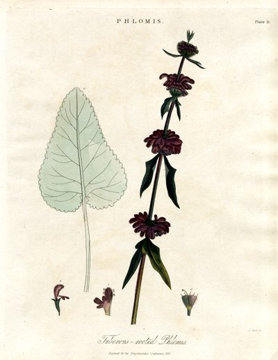 Phlomis : Sauge de Jérusalem à racines tubéreuses - John Pass
