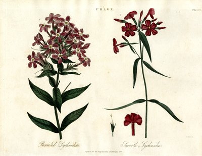 Espèces de phlox - John Pass