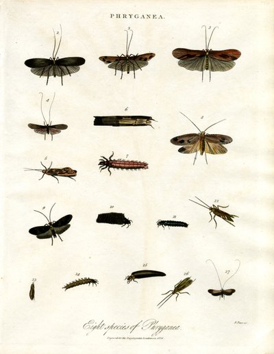 Phryganea - Phryganes - John Pass