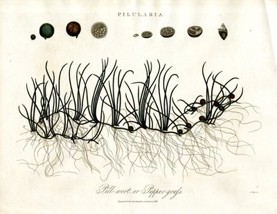 Pilularia : Pilulaire ou poivrière - John Pass