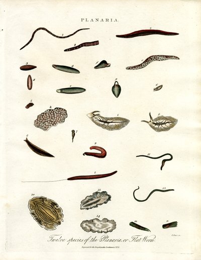Planaria - Douze espèces de vers plats - John Pass