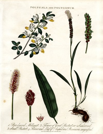 Polygala et Polygonum - John Pass