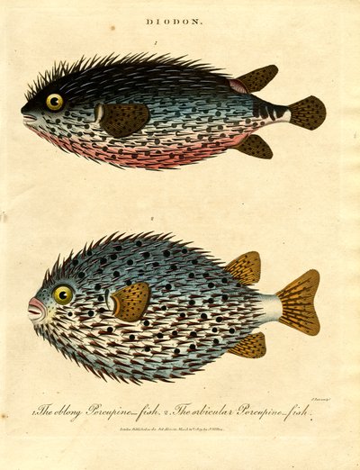 Poisson porc-épic (Diodon) - John Pass
