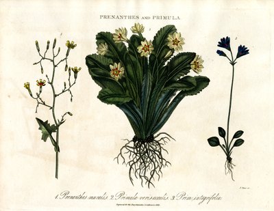 Prenanthes et Primula : Laitue murale, primevère et primevère à feuilles entières - John Pass
