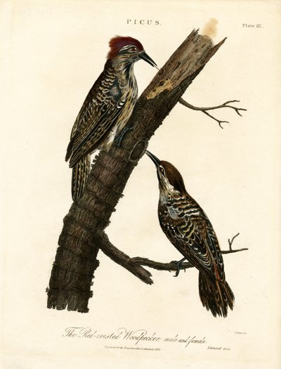 Pic à huppe rouge (mâle et femelle) - John Pass
