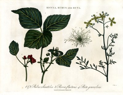 Riccia ; Rubus et Ruta - John Pass
