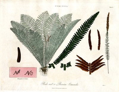 Royal Fern (Osmunda) - John Pass