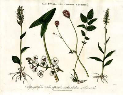 Sagittaria, Sanguisorba et Satyrium : Représentation botanique de diverses espèces de plantes - John Pass
