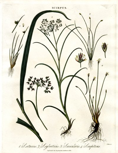 Espèce de Scirpus - John Pass