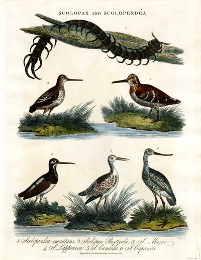 Scolopax et Scolopendra - John Pass