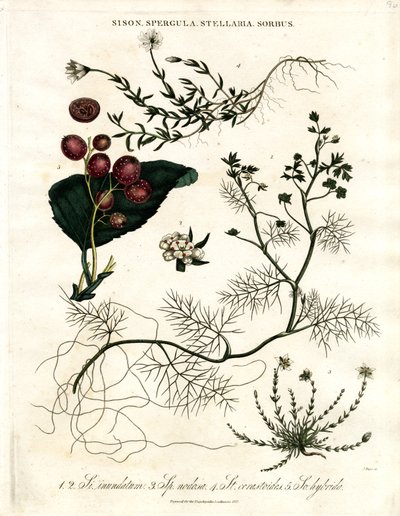 Sison;Spergula;Stellaria;Sorbus - John Pass