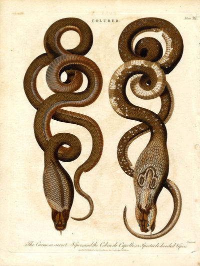 Le Cæcus, ou vipère secrète, et le Cobra de Capello, ou vipère à lunettes. - John Pass