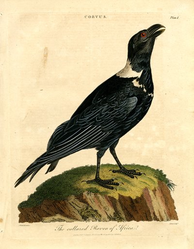Le corbeau à collier d