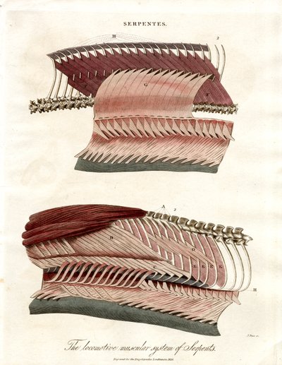 Le système musculaire locomoteur des serpents - John Pass