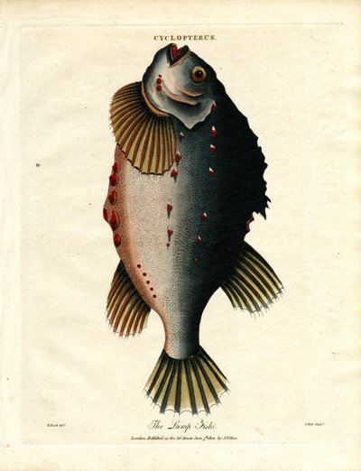 Le poisson lourdaud - John Pass