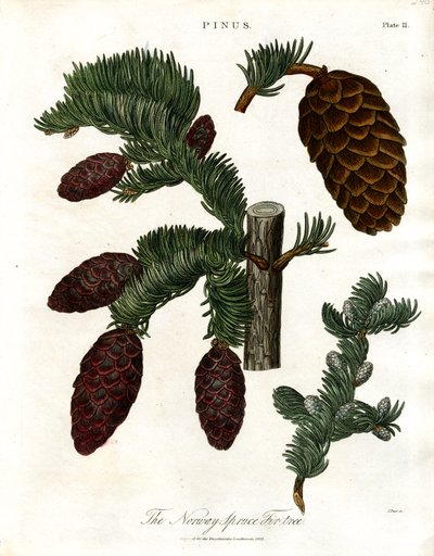 Le sapin de Norvège - John Pass