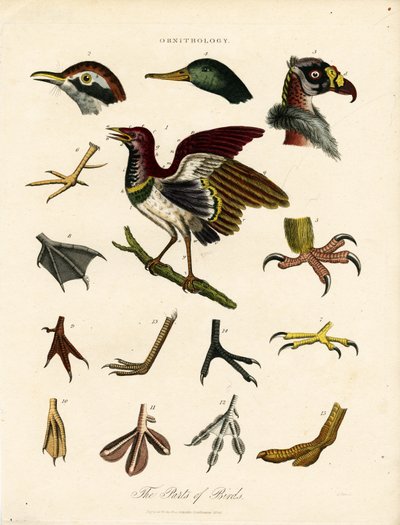 Les parties des oiseaux (Ornithologie) - John Pass