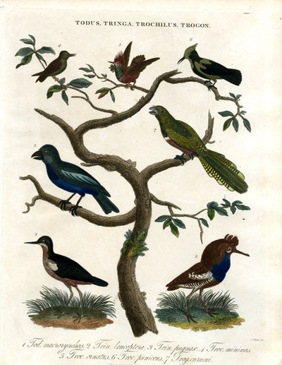 Todus;Tringa;Trochilus et Trogon - John Pass