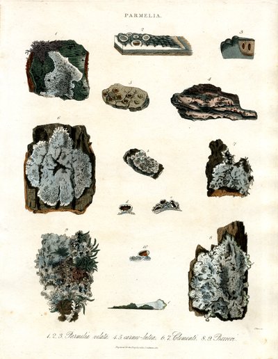 Diverses espèces de lichens du genre Parmelia - John Pass