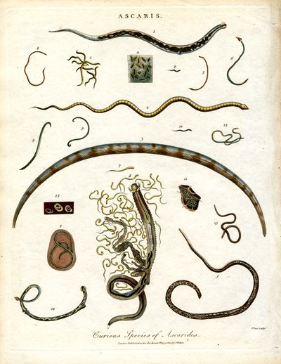 Diverses espèces d