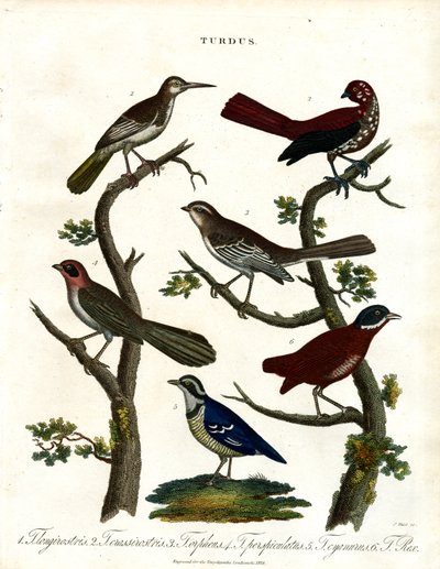 Diverses espèces de grives (Turdus) - John Pass