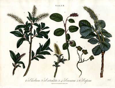 Diverses espèces de saules (Salix) - John Pass