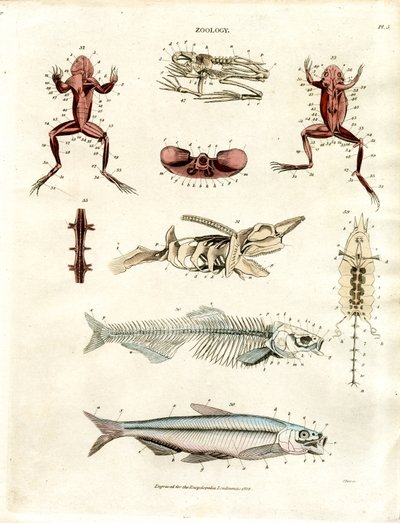 Illustrations anatomiques zoologiques (planche 5) - John Pass